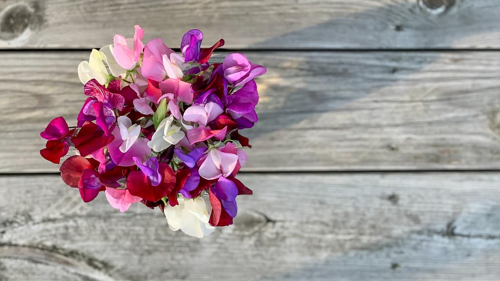 Top view of a bouquet of colorful sweet peas in a vase on a wooden table