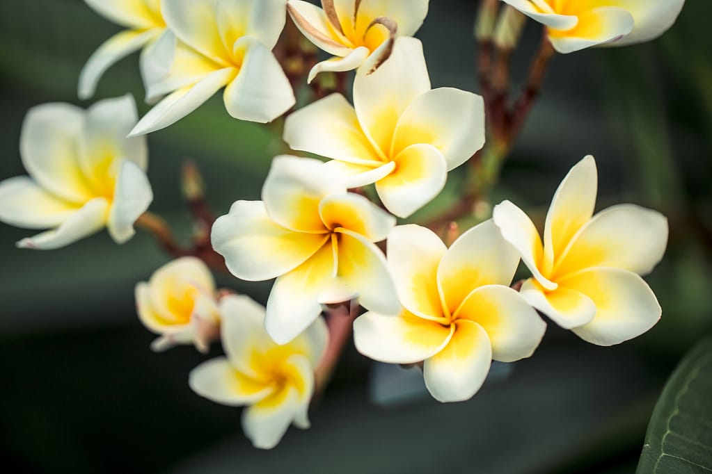 Frangipani flower Plumeria alba . Tropical white flowers with yellow middle