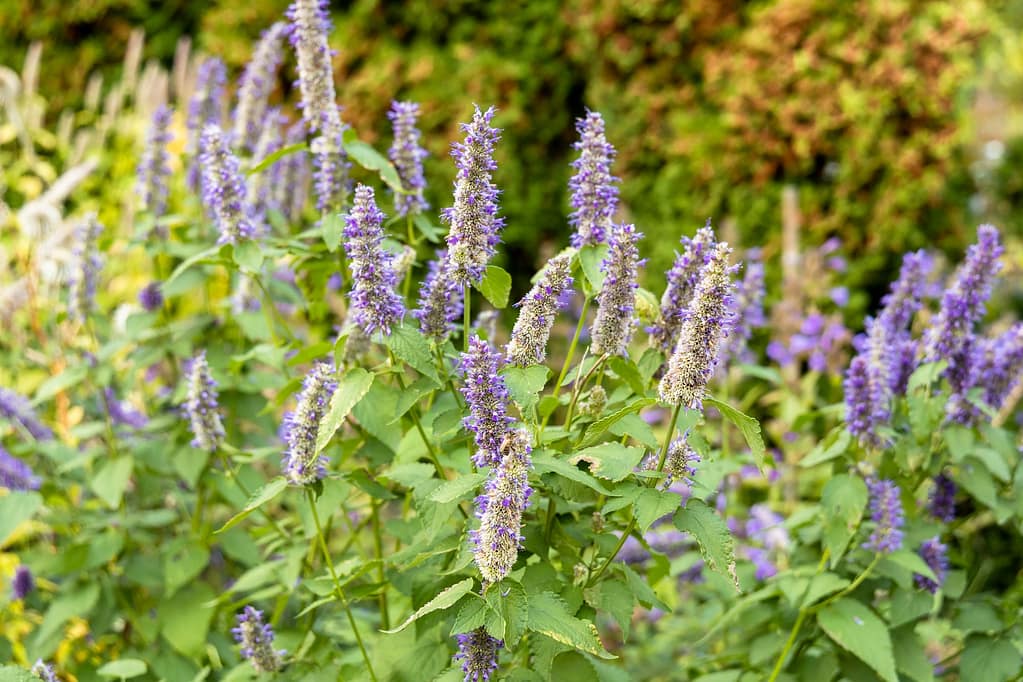 Korean Mint Agastache rugosa flower blossom