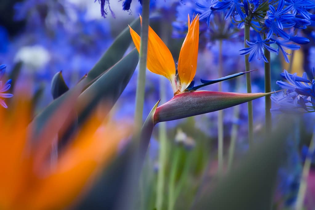 Selective focus shot of an orange Bird of Paradise plant