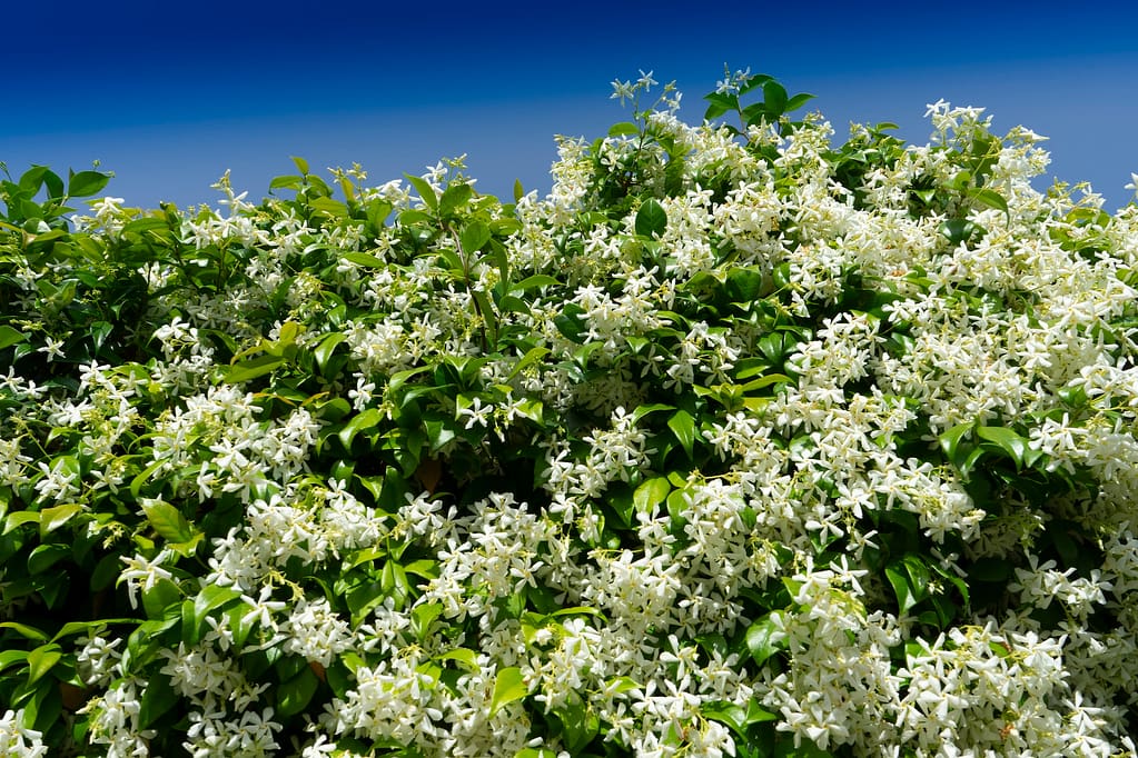 The jasmine hedge in bloom in the summer time