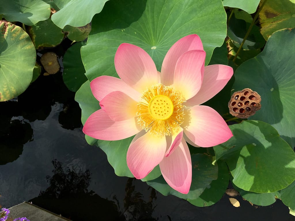 Lotus flower