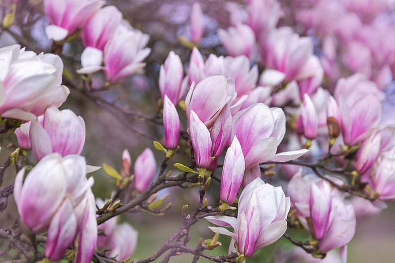 Pink magnolia